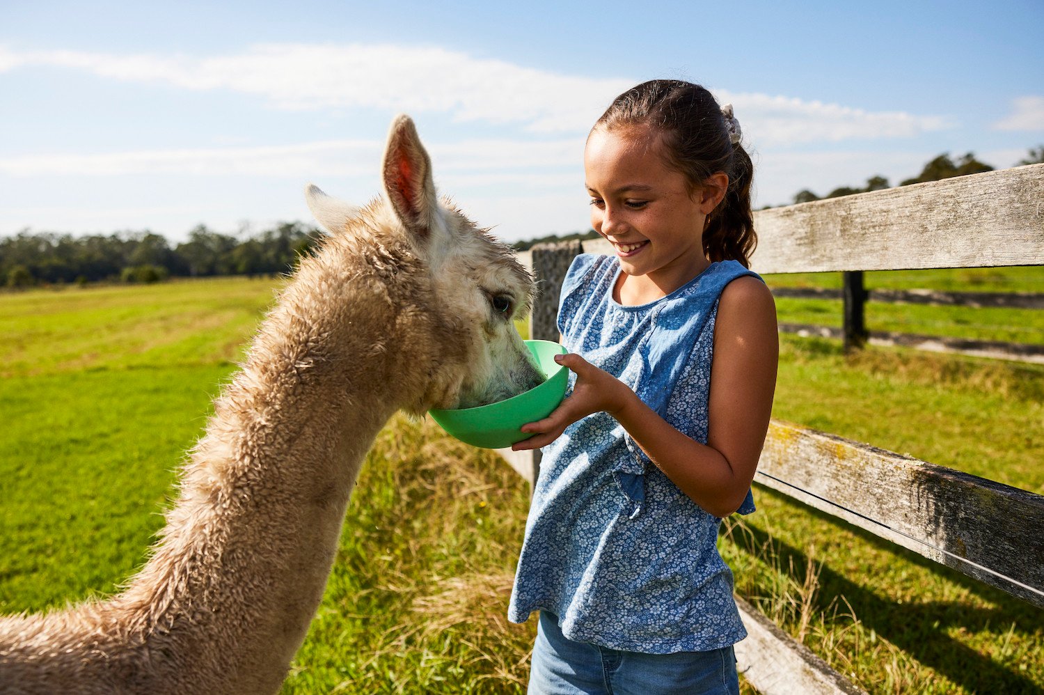 Alpaca feeding