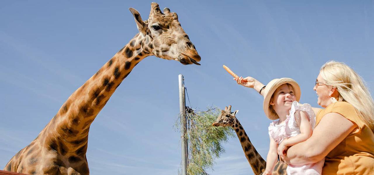 Giraffe_Safari_2_1600x747_lg